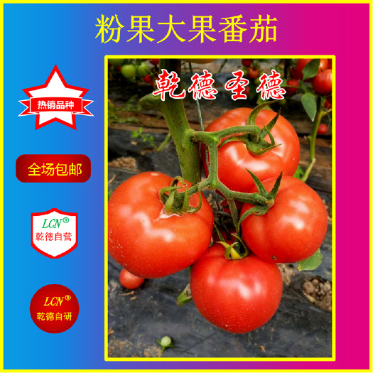 寿光市粉果番茄种子 乾德圣德 大果粉果番茄品种 抗病性强硬度好