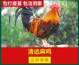 南宁 <清远麻鸡苗> 孵化直供 货正价低 包打疫苗 运输包活