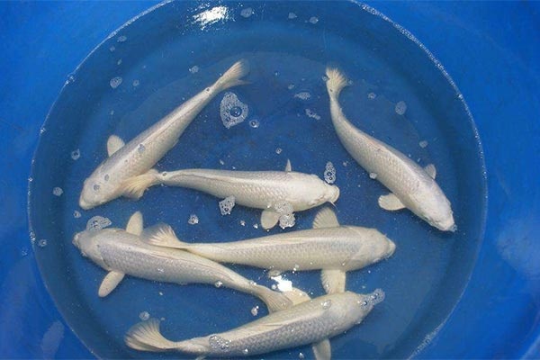 荥阳市 河南郑州2斤重锦鲤多少钱一条