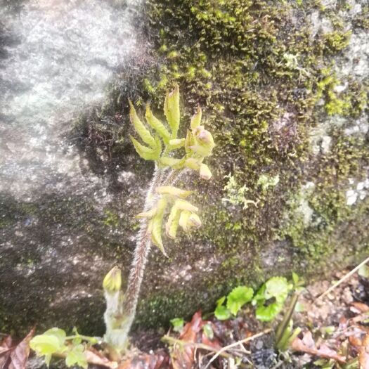 新宁县苦力芽 新宁县黄金乡山野苦力芽，苦力芽 苦力芽大量上市