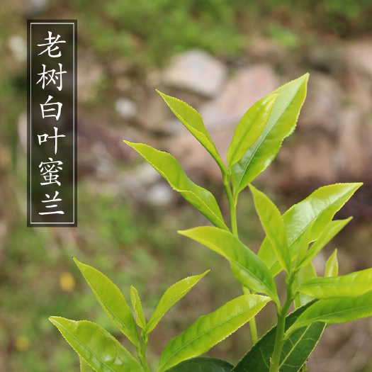 梅州岭头单丛 白叶单枞 自家茶山20年树龄无化肥有机单枞茶