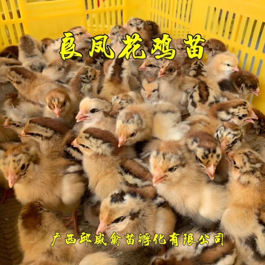 南宁 优质良凤花鸡苗 ，厂家直销！包运费包疫苗，质量保证！