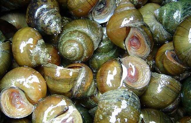 洪湖市 荆楚优品洪湖精品手摸螺蛳
