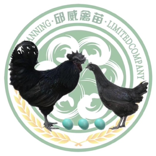 南宁 五黑绿壳蛋鸡苗，绿壳率高达95%年产260枚，五黑一绿
