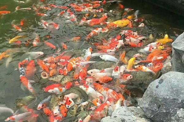 荥阳市 河南郑州3斤重锦鲤鱼多少钱一条
