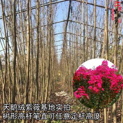  20亩美国三红紫薇深玫红1-3公分基地直销杆笔直