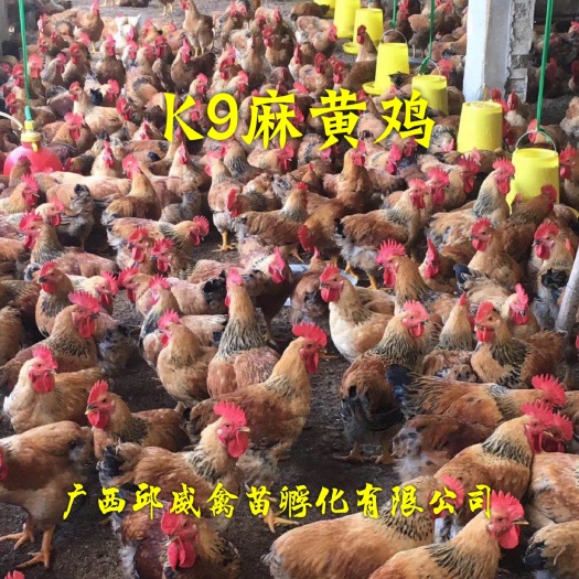 南宁K9鸡苗 快大K9麻黄鸡