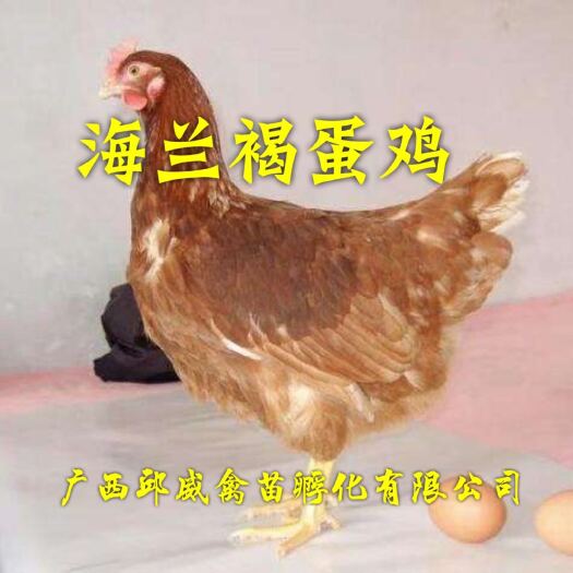 南宁 海兰褐壳蛋鸡