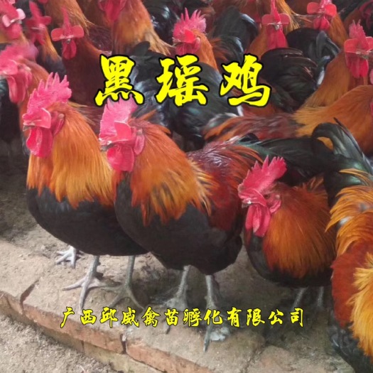 南宁 黑瑶鸡苗