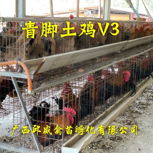 南宁青脚土鸡苗 青脚土鸡V3苗