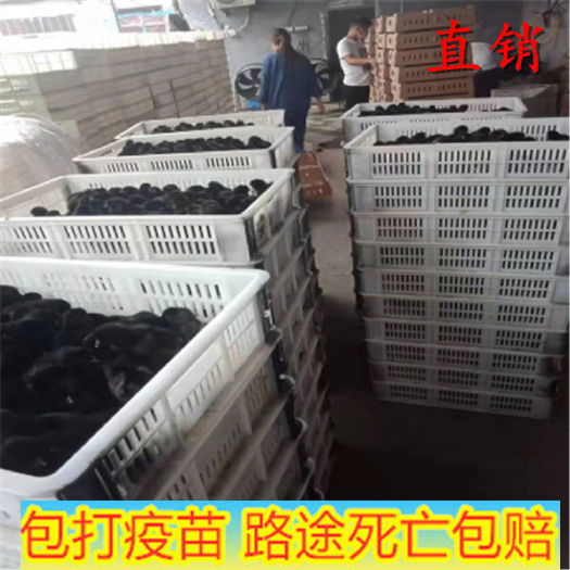 嘉祥县绿壳鸡苗 绿壳蛋鸡出壳苗 绿壳蛋鸡直销