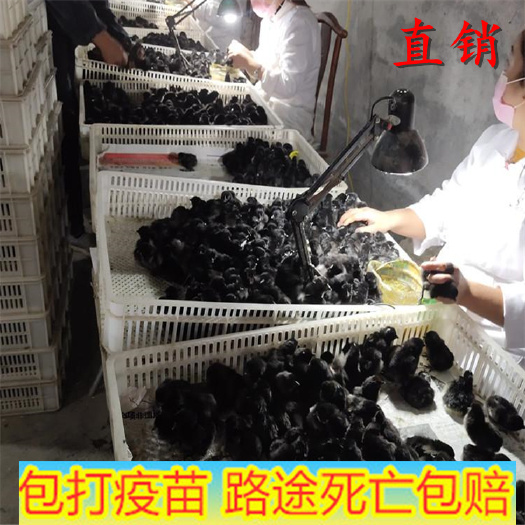 嘉祥县 绿壳蛋鸡脱温苗 绿壳蛋鸡苗