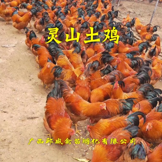 南宁 桂香土鸡苗（灵山土鸡）