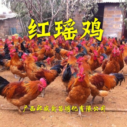 南宁 红瑶鸡苗