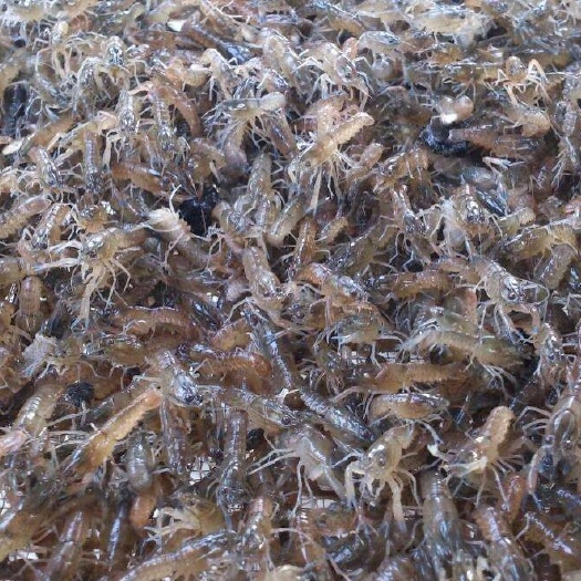 杭州澳洲龙虾 澳洲淡水龙虾 虾苗 成品虾 各种规格 全国发货