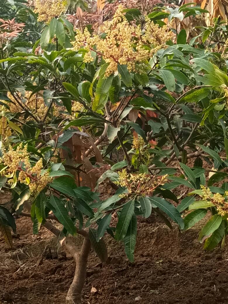 为什么芒果树有花无果呢