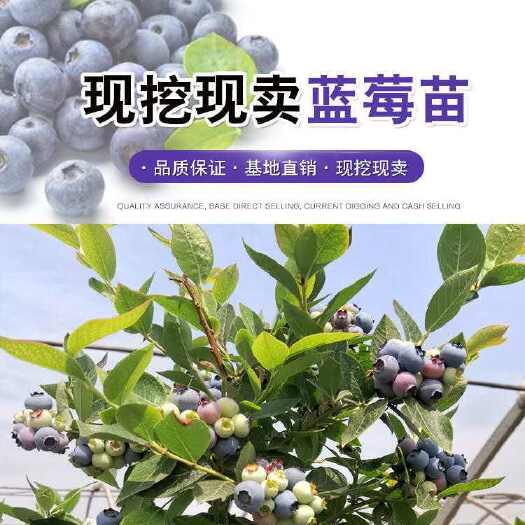 平邑县 蓝莓苗基地批发 组培苗存活率高产地货源优质蓝莓苗多种品种