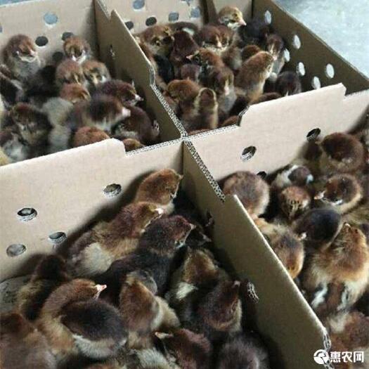 南宁青脚麻鸡苗 统货