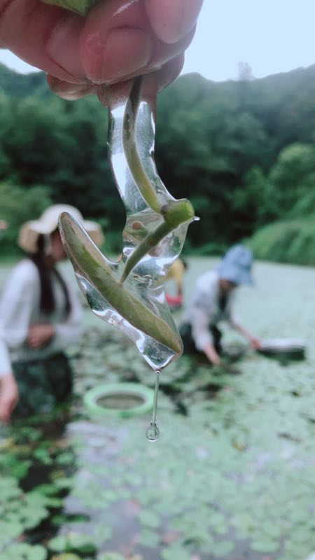  莼菜，即食莼菜,礼品装莼菜