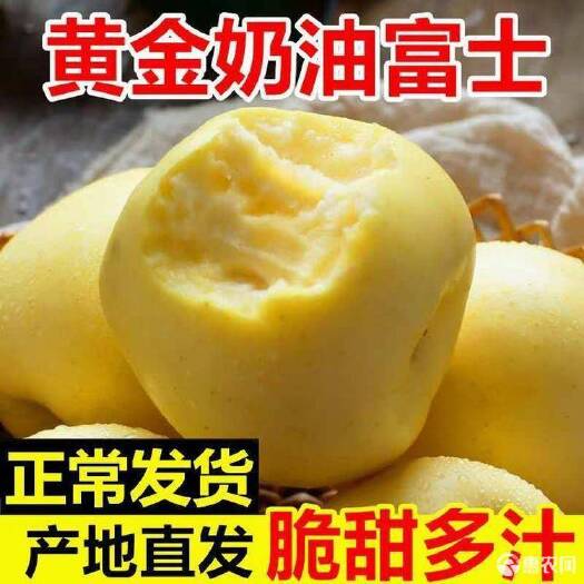 烟台 烟台栖霞黄金奶油富士苹果牛奶大果冰糖心脆甜新鲜水果红富士
