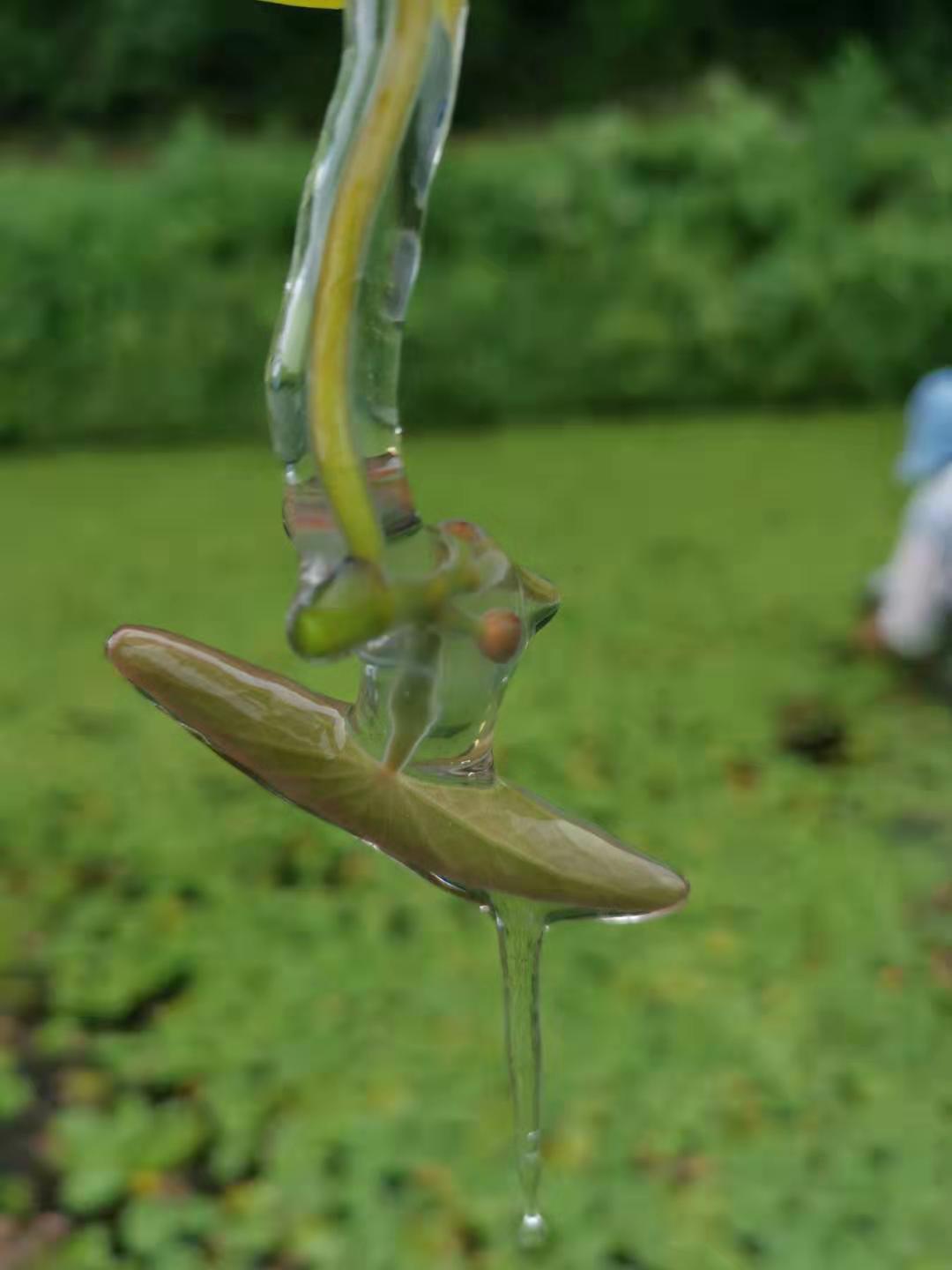  莼菜，即食莼菜,礼品装莼菜