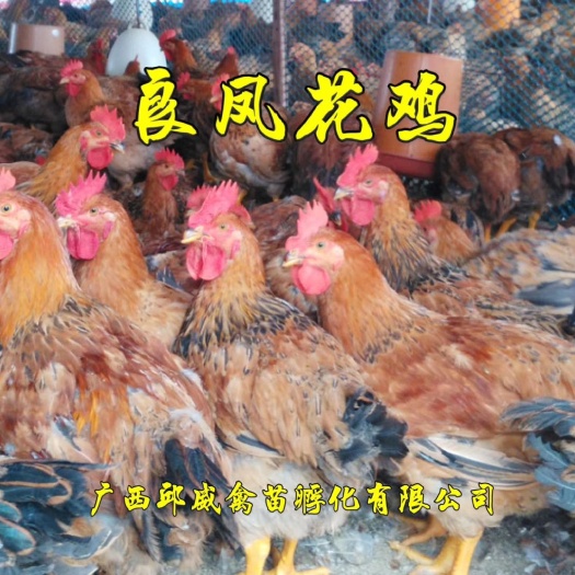 南宁 优质良凤花鸡苗，运输包活，包打疫苗