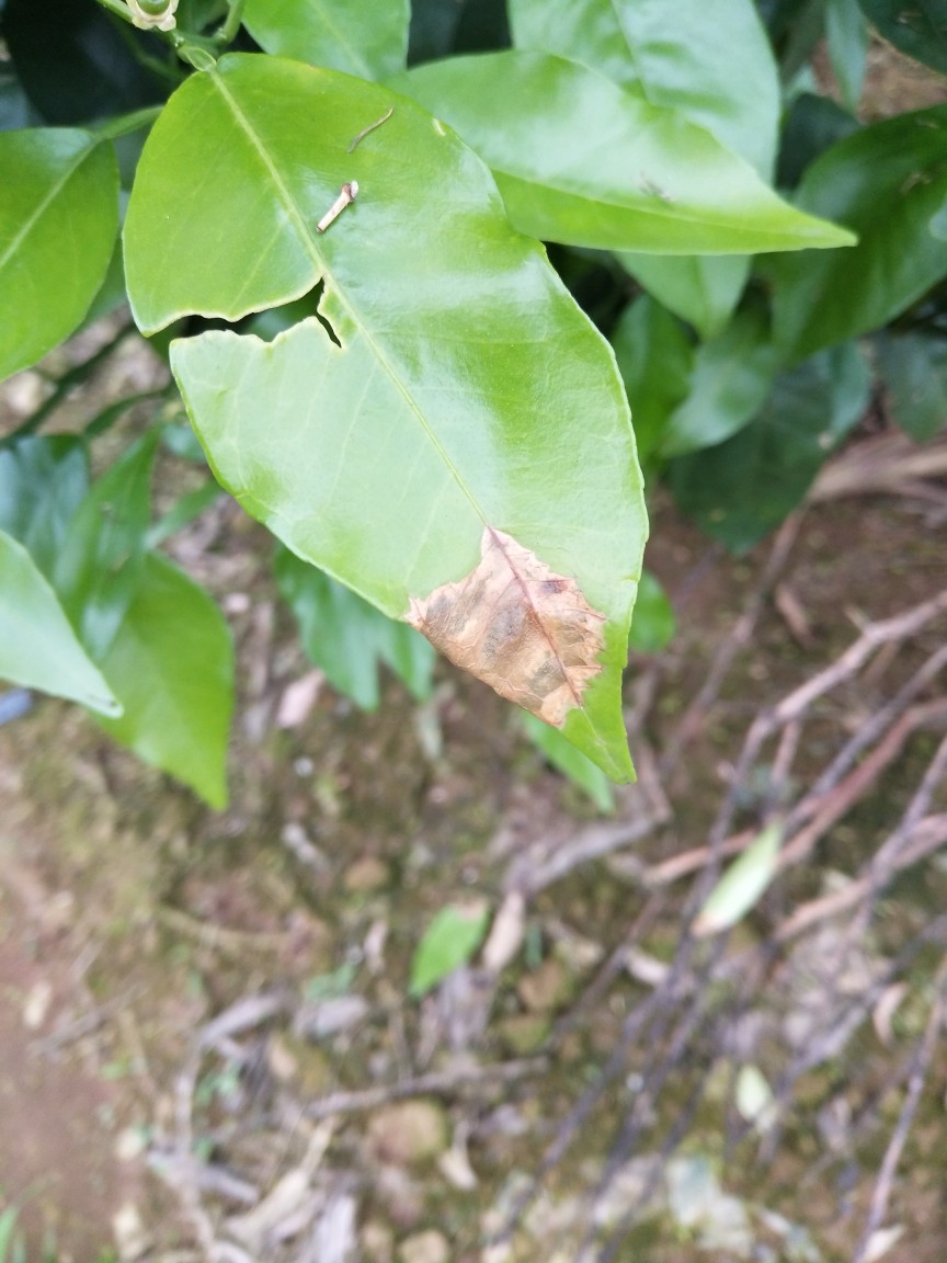 老师你好,柑橘炭疽病用哪些药治疗,沃柑缺锌怎么治疗?