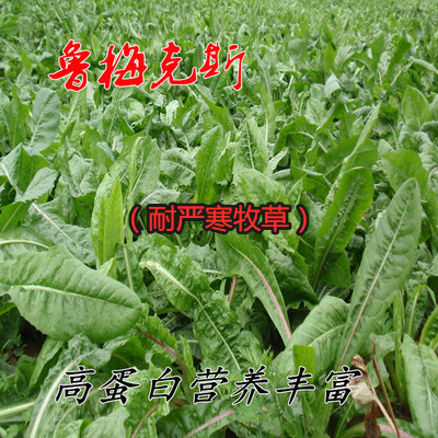 魯梅克斯種子多年生高產(chǎn)牧草種籽畜牧草籽飼養(yǎng)牛羊馬兔豬雞鴨鵝魚
