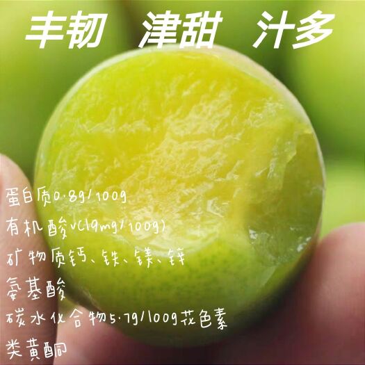 信宜市 广东信宜钱排李子三华产地直销电商一件代发零担整车货源供应