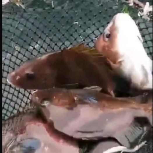  绿色食品 鲜美包公鱼 高级包公鱼 霞浦黄鱼之乡-养殖户直售