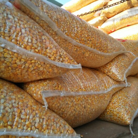 太原 玉米干粮 大量养殖玉米，饲料玉米，玉米粒