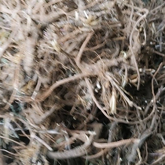 太原 平顺 黑柴胡 货真价实，保质保量