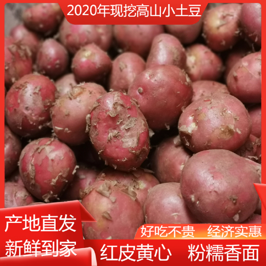 大理市 云南新鲜高山马铃薯农家自种红皮小土豆现挖黄心洋芋一件代发