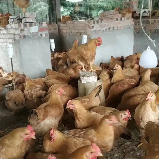 昆明三黄鸡苗 纯种 厂家直销 假一赔十 包活到家