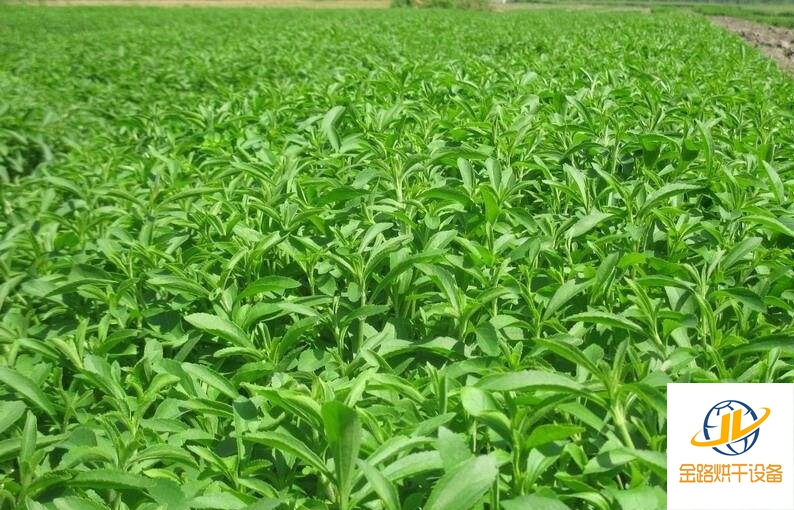 巩义市炒茶机 甜叶菊网带烘干机、厂家直销
