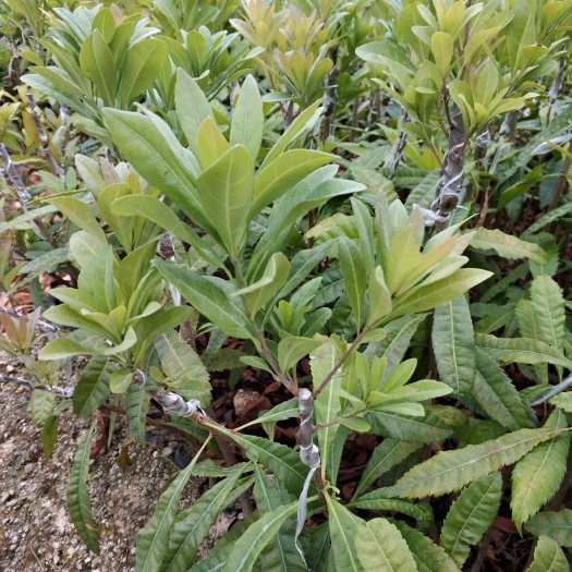 普宁市 东魁杨梅树苗新苗嫁接已经成活，小杯新苗，自家种苗，价格便宜