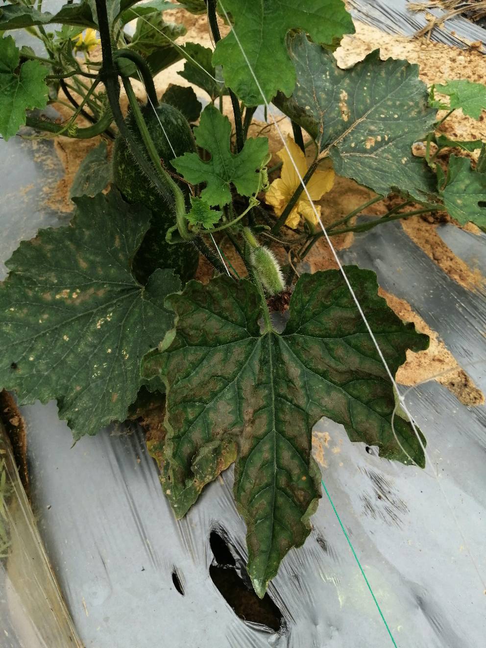 毛节瓜这种叶子什么病用什么药好