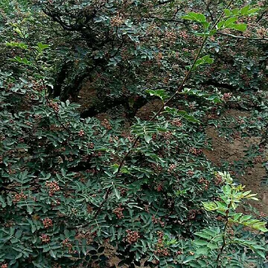 芮城县 自己家种植的20亩花椒，现优惠供应各大饭店，调味品公司，个人
