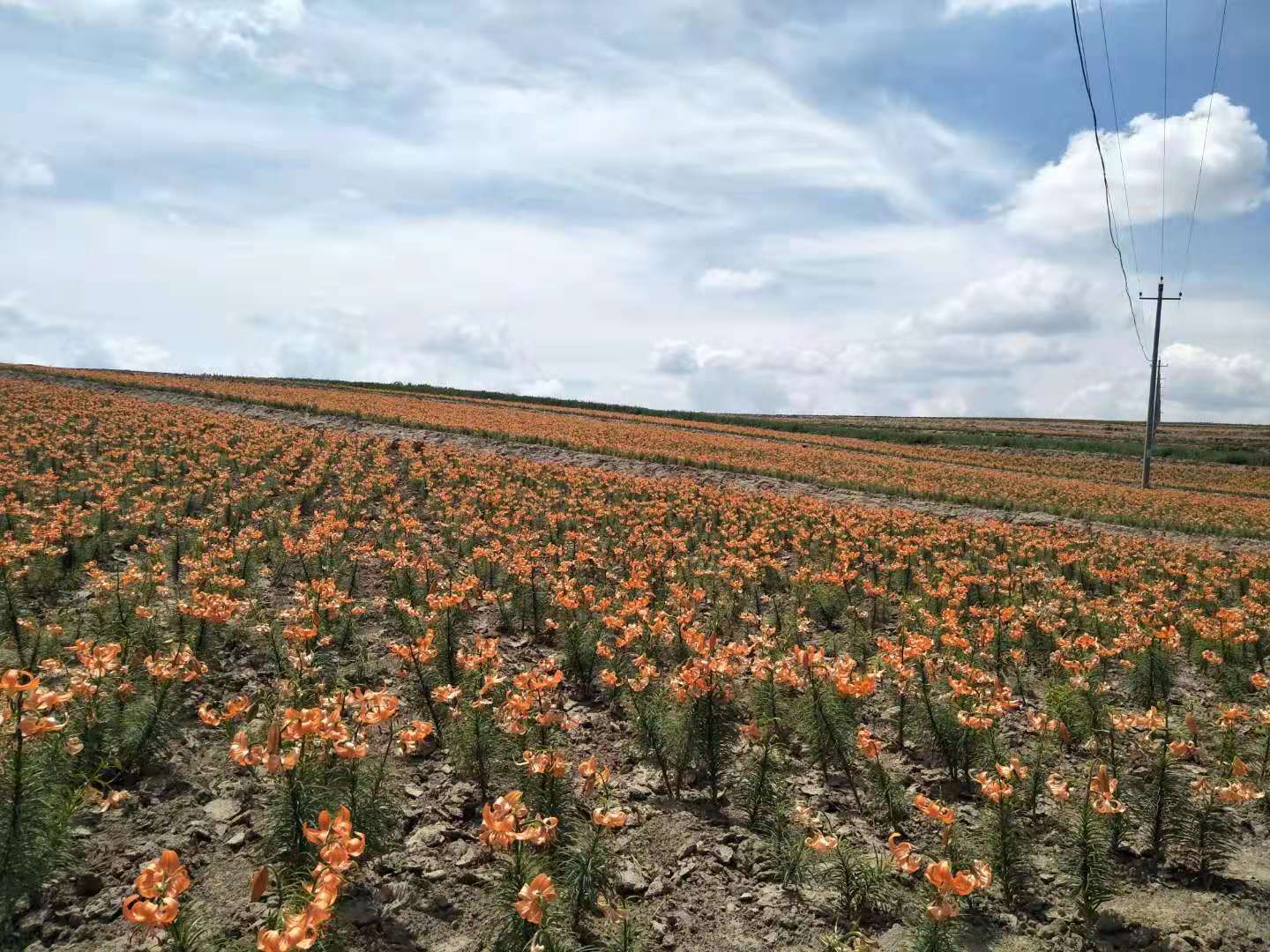  兰州鲜百合地头价详情可以关注公众号“政企联合”
