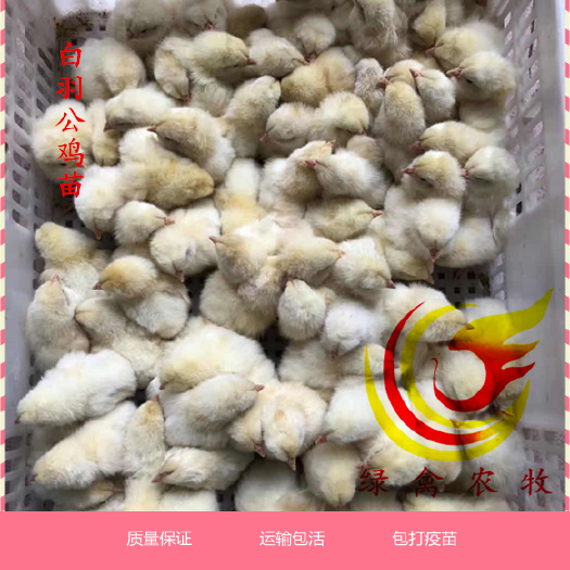广州 白羽鸡苗 白羽公鸡苗 厂家直销 运输包活 出壳包打疫苗