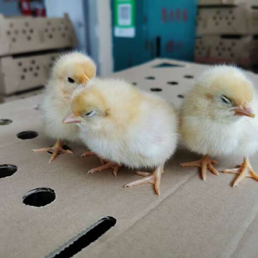 宾阳县 三黄鸡苗