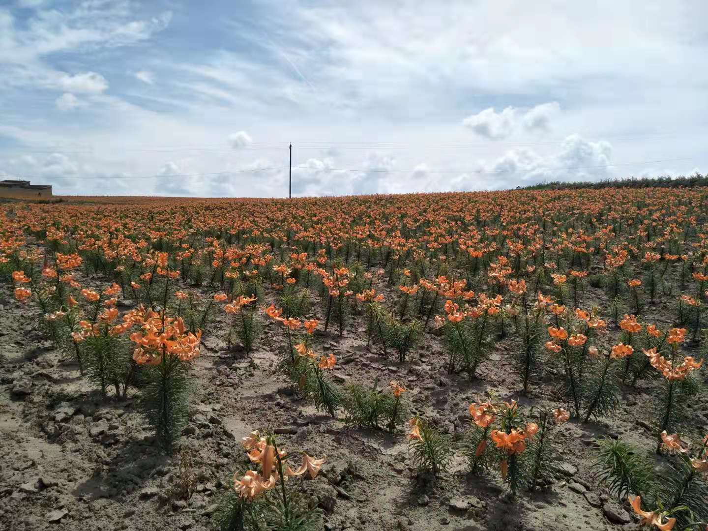  兰州鲜百合地头价详情可以关注公众号“政企联合”