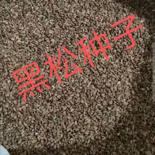  基地精品黑松种子   出芽率高量大从有