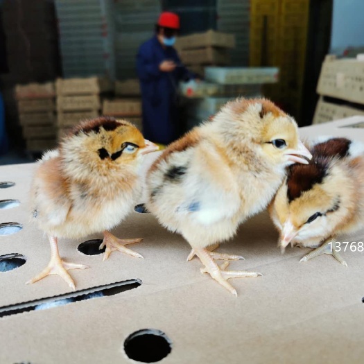 宾阳县斗鸡苗 改良斗鸡