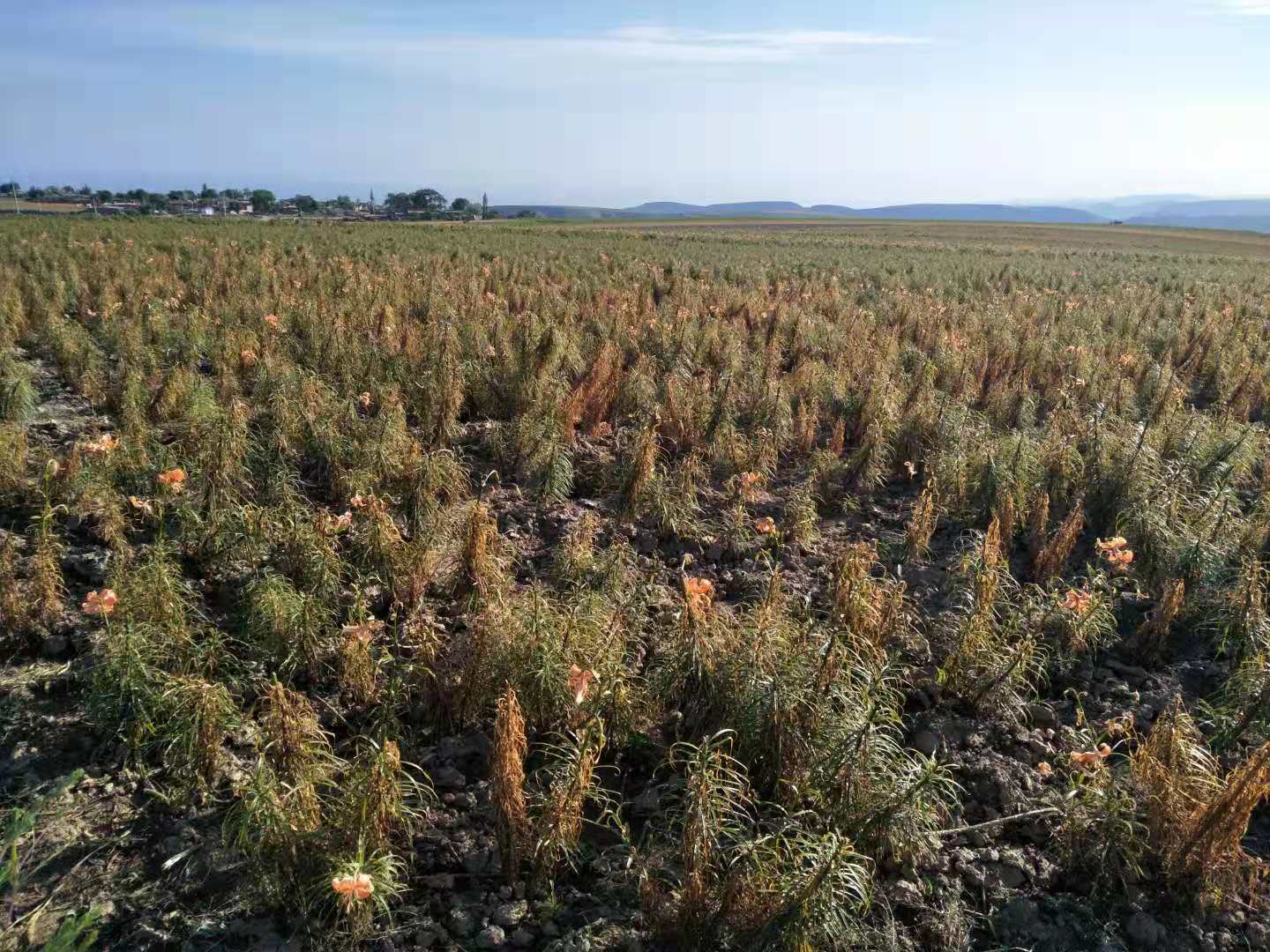  兰州鲜百合地头价详情可以关注公众号“政企联合”