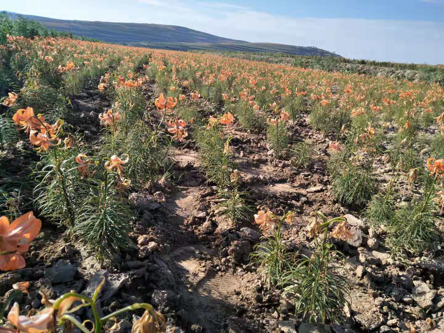  兰州鲜百合地头价详情可以关注公众号“政企联合”