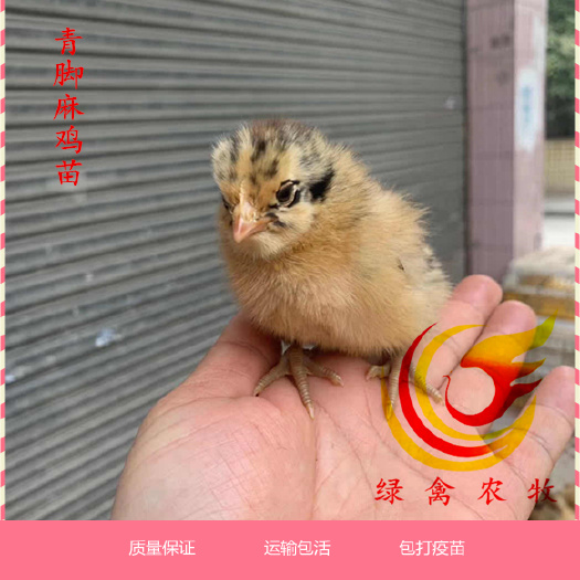 广州 青脚麻鸡苗 大种青脚公苗 出厂包疫苗 出壳苗活体
