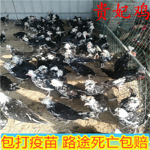 嘉祥县 贵妃鸡脱温苗 贵妃鸡苗现货