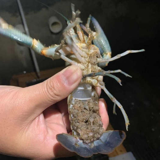 杭州澳洲龙虾 澳洲淡水龙虾 虾苗 成品虾 各种规格 全国发货