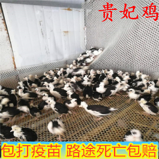 嘉祥县 贵妃鸡脱温苗 贵妃鸡苗现货